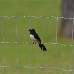 Unverified Small (Robin, Finch, Thornbill etc) by Carolina