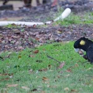 Zanda funerea at Lanitza, NSW - suppressed