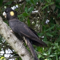Zanda funerea at Lanitza, NSW - suppressed