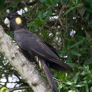 Zanda funerea at Lanitza, NSW - suppressed