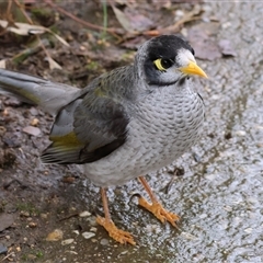 Manorina melanocephala by KylieWaldon