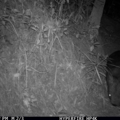 Vombatus ursinus (Bare-nosed Wombat, Common wombat) at Cobark, NSW - 16 Jul 2025 by Catherinecraig