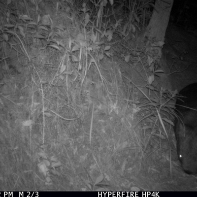 Vombatus ursinus (Bare-nosed Wombat, Common wombat) at Cobark, NSW - 16 Jul 2025 by Catherinecraig