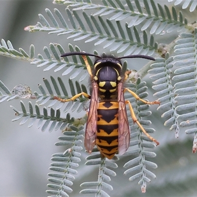 Vespula germanica at Wodonga, VIC - Today by KylieWaldon