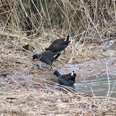 Gallinula tenebrosa (Dusky Moorhen) at Moss Vale, NSW - Today by plants