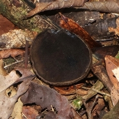 Plectania campylospora at Walter Hill, QLD - 8 Jul 2025 by Clarel