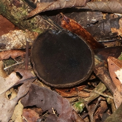 Plectania campylospora at Walter Hill, QLD - 8 Jul 2025 by Clarel