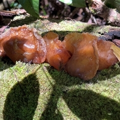 Auricularia auricula-judae at Danbulla, QLD - 4 Jul 2025 by Clarel