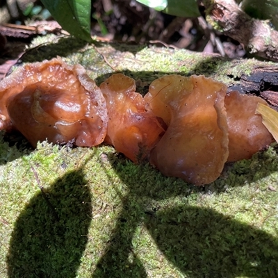 Auricularia auricula-judae at Danbulla, QLD - 4 Jul 2025 by Clarel