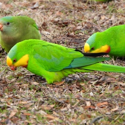 Polytelis swainsonii (Superb Parrot) at Waramanga, ACT - Today by LineMarie