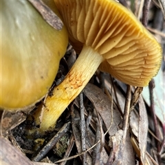 Cortinarius austrovenetus (Green Skinhead) at Aranda, ACT - 27 Jul 2025 by Clarel