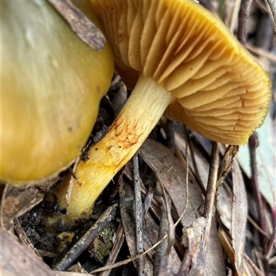 Cortinarius austrovenetus (Green Skinhead) at Aranda, ACT - 27 Jul 2025 by Clarel