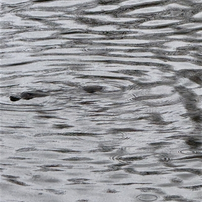 Ornithorhynchus anatinus (Platypus) at Karabar, NSW - 26 Jul 2025 by WillWang