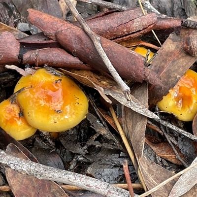 Cortinarius sinapicolor (Slimy Yellow Cortinar) at Aranda, ACT - 27 Jul 2025 by Clarel
