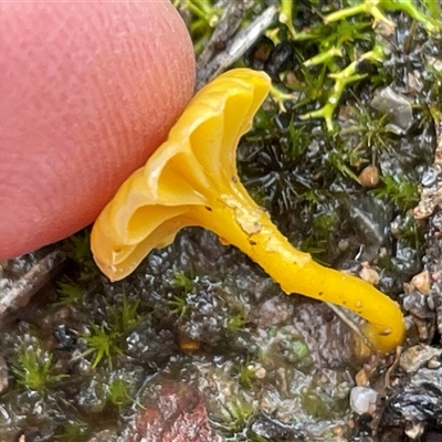 Lichenomphalia chromacea at Aranda, ACT - Yesterday by Clarel