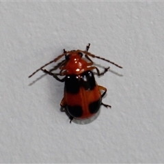 Aulacophora hilaris (Pumpkin Beetle) at Currowan, NSW - 27 Aug 2024 by UserCqoIFqhZ