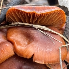 Laccaria sp. at Aranda, ACT - 27 Jul 2025 by Clarel
