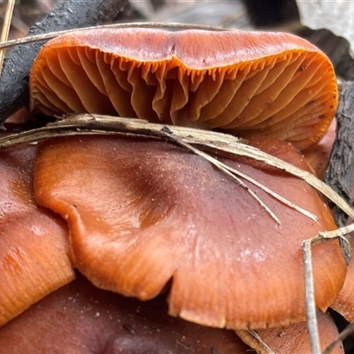Laccaria sp. at Aranda, ACT - 27 Jul 2025 by Clarel
