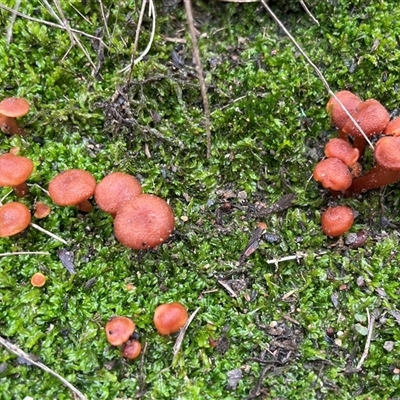 Laccaria sp. (Laccaria) at Aranda, ACT - 27 Jul 2025 by Clarel