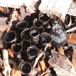 Cyathus sp. at Hall, ACT - 23 Jul 2025 11:40 AM