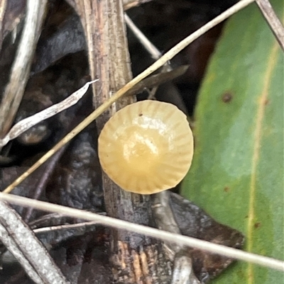 Mycena sp. (genus) at Aranda, ACT - 27 Jul 2025 by Clarel