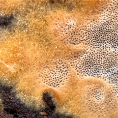 Phellinus sp. (resupinate) at Crace, ACT - 27 Jul 2025 by Hejor1