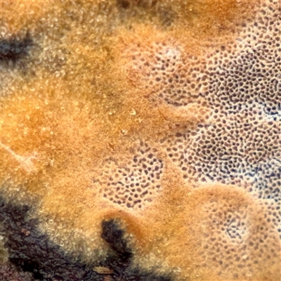 Phellinus sp. (resupinate) at Crace, ACT - 27 Jul 2025 by Hejor1