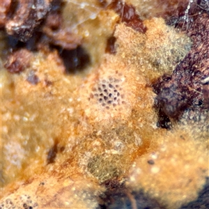 Phellinus sp. (resupinate) at Crace, ACT - 27 Jul 2025 12:34 PM