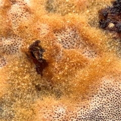 Phellinus sp. (resupinate) at Crace, ACT - 27 Jul 2025 12:34 PM