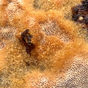 Phellinus sp. (resupinate) at Crace, ACT - 27 Jul 2025 12:34 PM