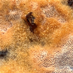 Phellinus sp. (resupinate) at Crace, ACT - 27 Jul 2025 12:34 PM