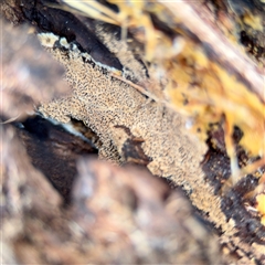 Phellinus sp. (resupinate) at Crace, ACT - 27 Jul 2025 12:34 PM