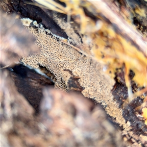 Phellinus sp. (resupinate) at Crace, ACT - 27 Jul 2025 12:34 PM