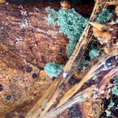 Trichoderma 'green fluffy' at Crace, ACT - 27 Jul 2025 by Hejor1