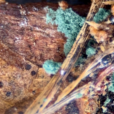 Trichoderma 'green fluffy' at Crace, ACT - 27 Jul 2025 by Hejor1