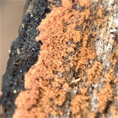 Unverified at suppressed - suppressed