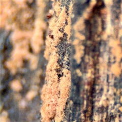 Unverified at suppressed - suppressed