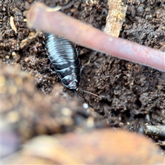 Panesthia australis (Common wood cockroach) at Crace, ACT - 27 Jul 2025 by Hejor1