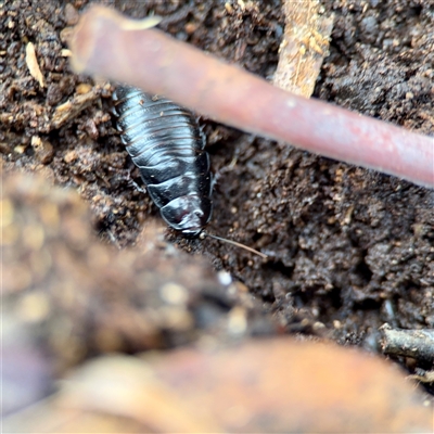 Panesthia australis (Common wood cockroach) at Crace, ACT - 27 Jul 2025 by Hejor1