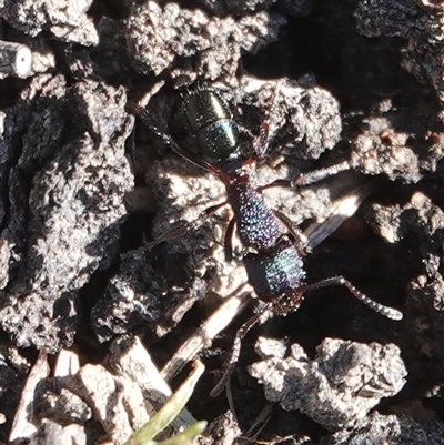 Rhytidoponera metallica (Greenhead ant) at Hall, ACT - 12 Jul 2025 by Anna123