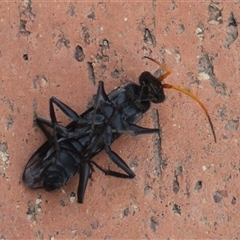 Unverified Wasp (Hymenoptera, Apocrita) at Currowan, NSW - 3 Dec 2024 by UserCqoIFqhZ