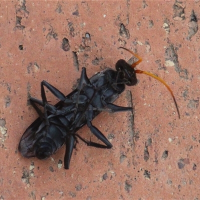 Unverified Wasp (Hymenoptera, Apocrita) at Currowan, NSW - 3 Dec 2024 by UserCqoIFqhZ
