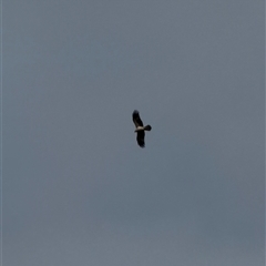 Haliastur sphenurus (Whistling Kite) at Nicholls, ACT - 27 Jul 2025 by LouiseSproule