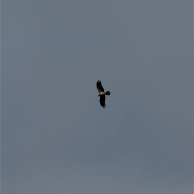 Haliastur sphenurus (Whistling Kite) at Nicholls, ACT - 27 Jul 2025 by LouiseSproule