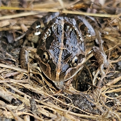 Limnodynastes tasmaniensis (Spotted Grass Frog) at Braidwood, NSW - 27 Jul 2025 by MatthewFrawley