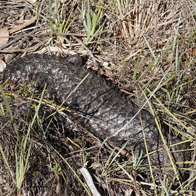 Tiliqua rugosa (Shingleback Lizard) at Hall, ACT - 12 Jul 2025 by Anna123