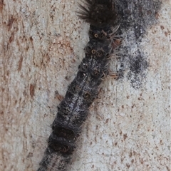 Lymantriinae (subfamily) (Unidentified tussock moths) at Hall, ACT - 27 Jun 2025 by Anna123