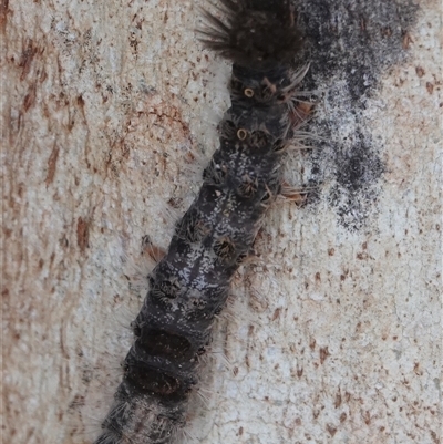 Lymantriinae (subfamily) (Unidentified tussock moths) at Hall, ACT - 27 Jun 2025 by Anna123