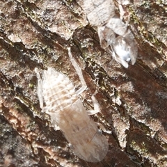 Ledromorpha planirostris (A leafhopper) at Hall, ACT - 27 Jun 2025 by Anna123