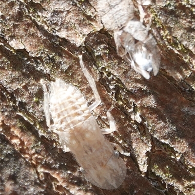 Ledromorpha planirostris (A leafhopper) at Hall, ACT - 27 Jun 2025 by Anna123